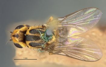 Media type: image;   Entomology 13357 Aspect: habitus dorsal view